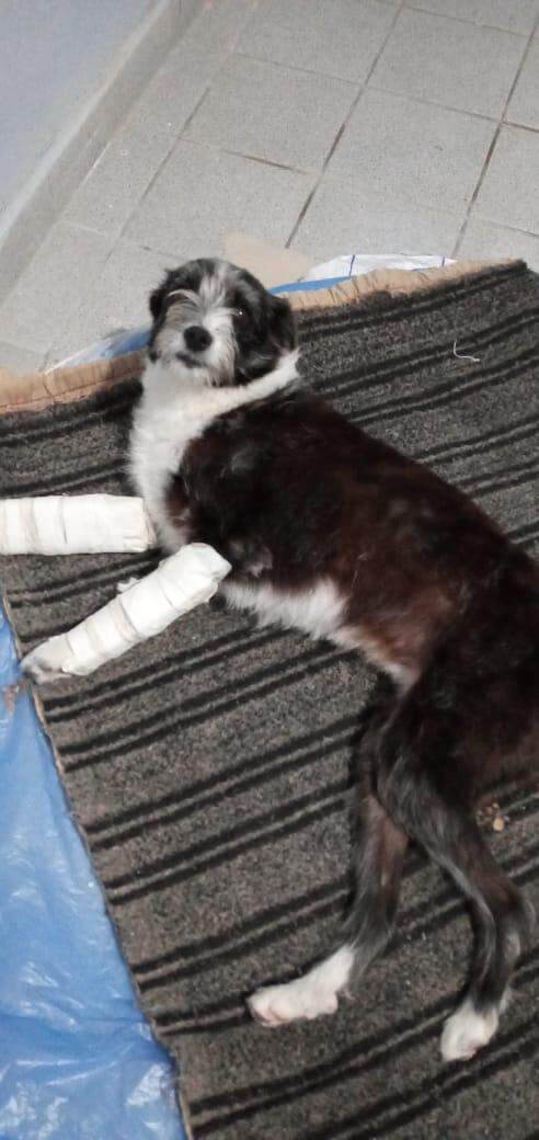 Cachorra Teka precisa colocar pinos e passar por cirurgia nas patas da frente 