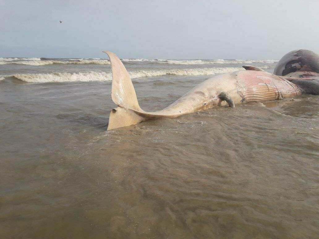 Animal foi encontrado morto na praia 