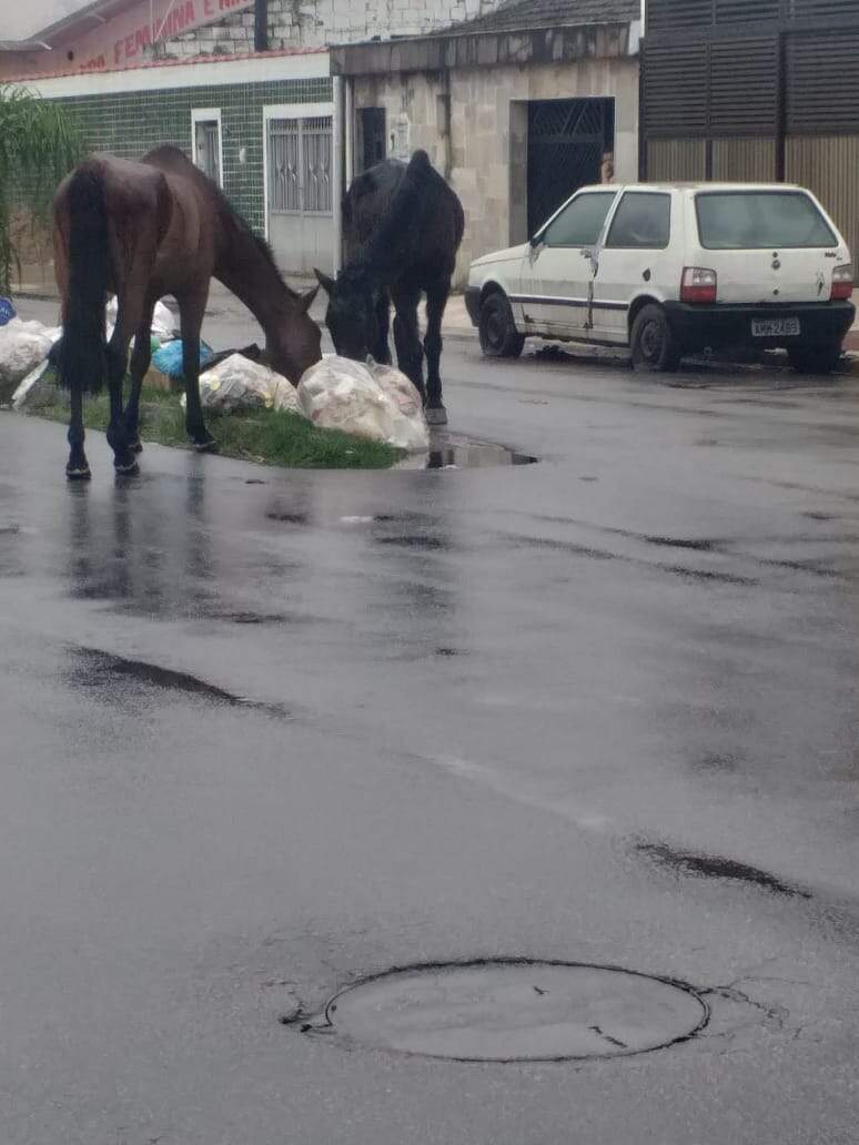 Cavalos procuram por alimentos na Avenida Salgado Filho