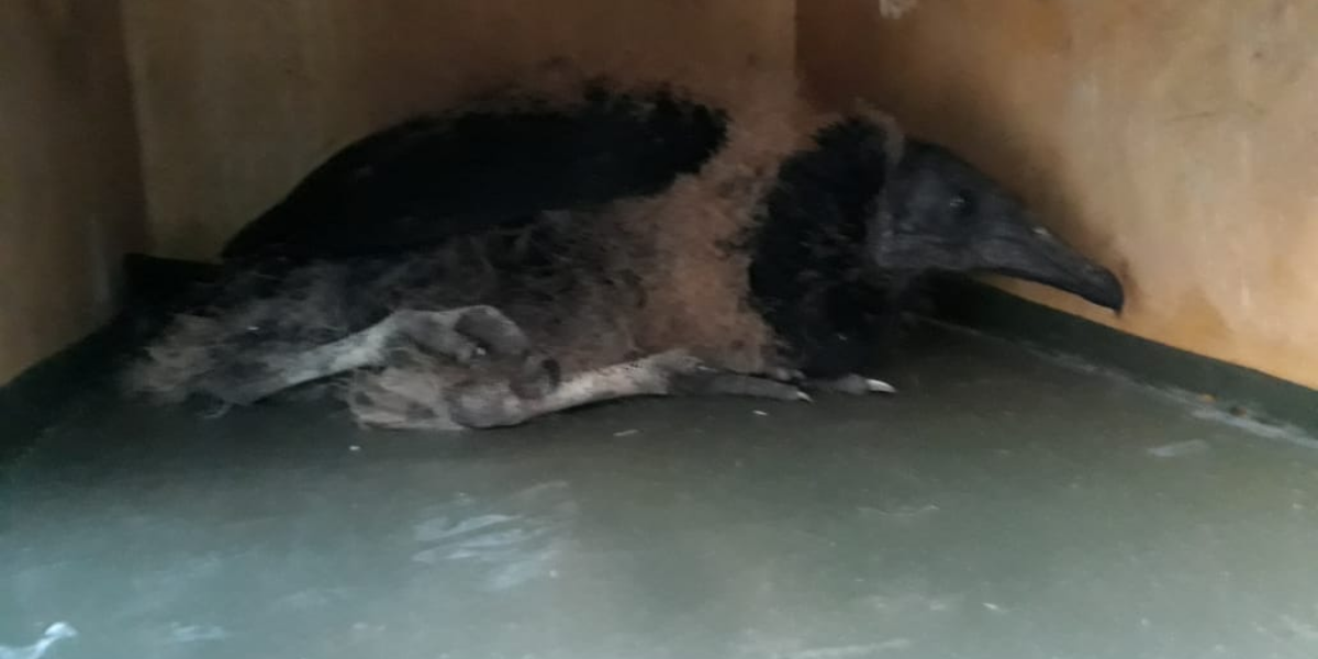 Urubu-de-cabeça-preta juvenil resgatado pela Guarda Civil Ambiental