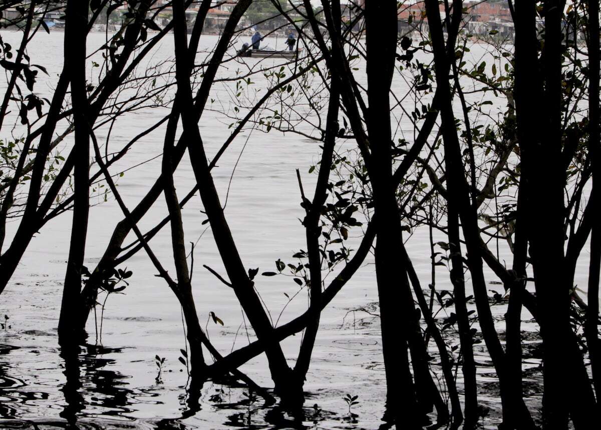Regiões de mangue e restinga poderiam sofrer com a especulação imobiliária, afirmam especialistas