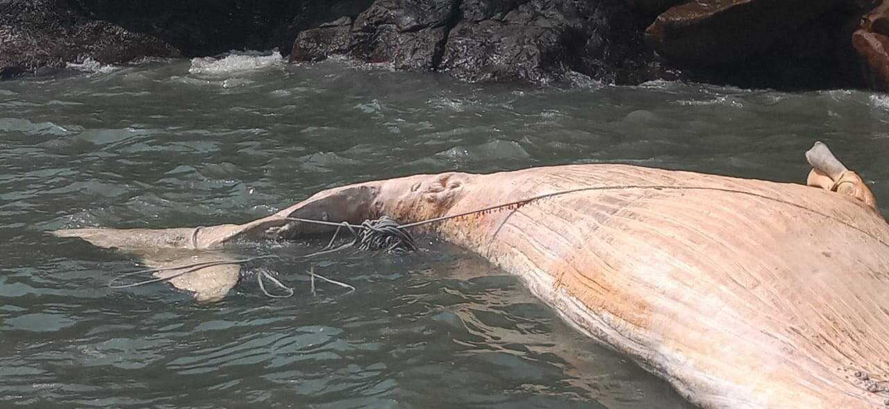 Baleia morta foi encontrada na Praia das Toninhas em Ubatuba