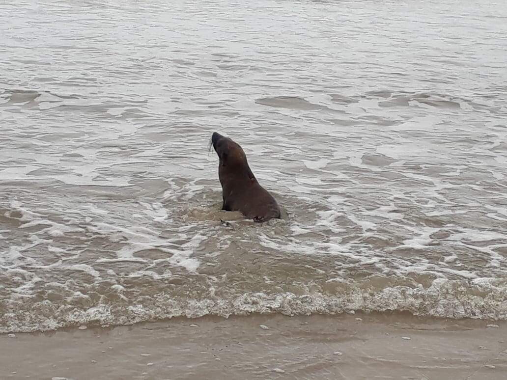 Lobo-marinho foi encontrado na manhã desta terça-feira (7) na divisa entre Mongaguá e Praia Grande