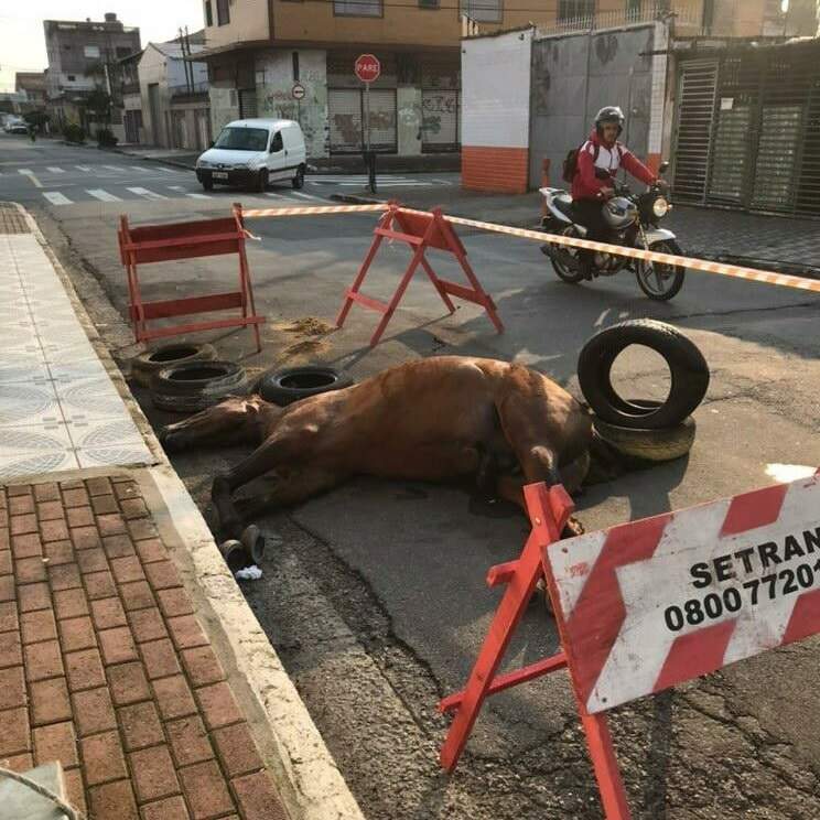 Cavalo morre e dono abandona o corpo do animal em rua de Praia Grande