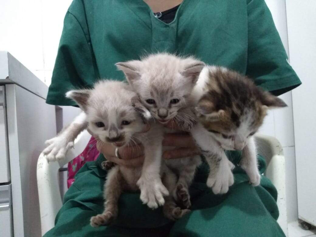 Dois dos gatos abandonados já foram adotados, de acordo com o veterinário