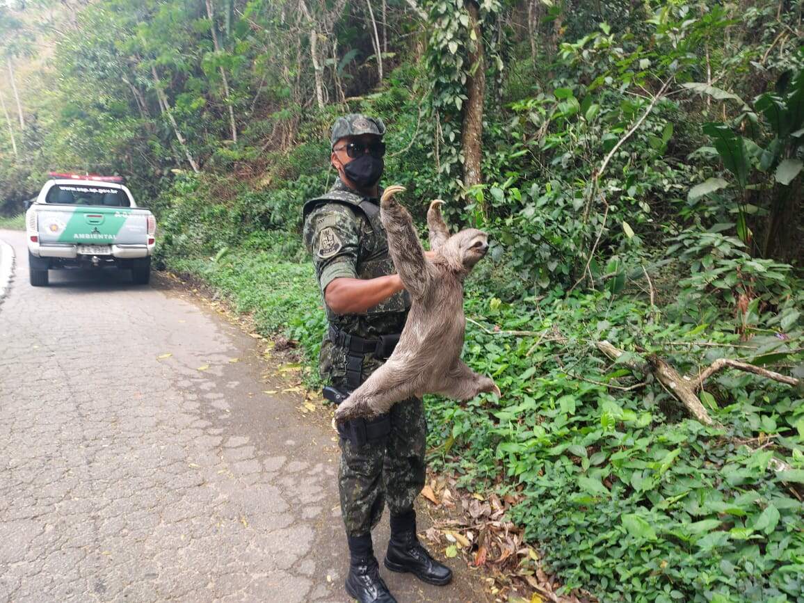 Bicho preguiça que atravessava rodovia é resgatado em Ubatuba