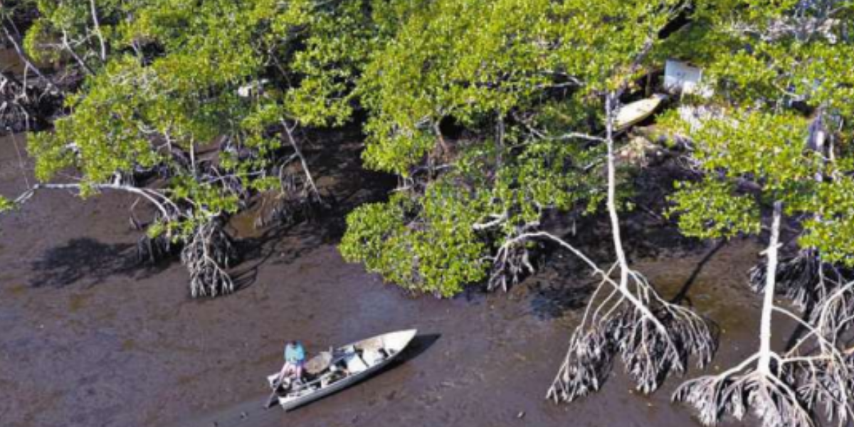 Baixada Santista é rica em manguezais, áreas a serem preservadas