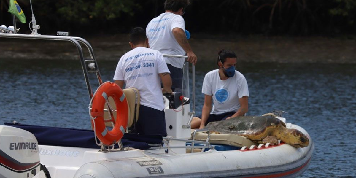 Tartaruga foi resgatada com ferimentos e levada para avaliação clínica