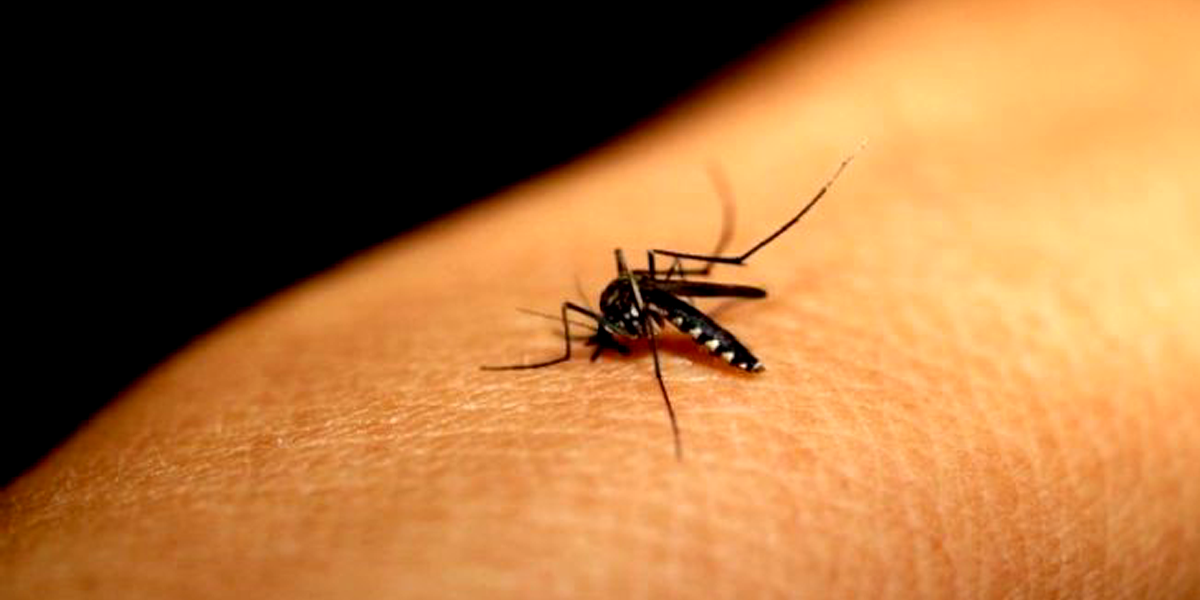 Aedes aegypt é o transmissor da dengue, além de outras doenças
