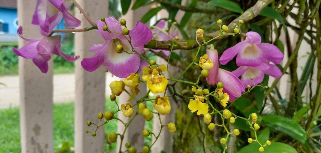 Orquídeas ficam em uma árvore localizada no quintal da casa de Carolina