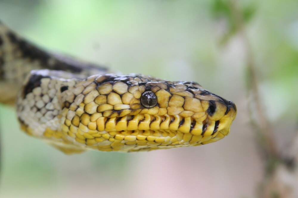 Cobra mais rara do mundo foi encontrada no Vale do Ribeira