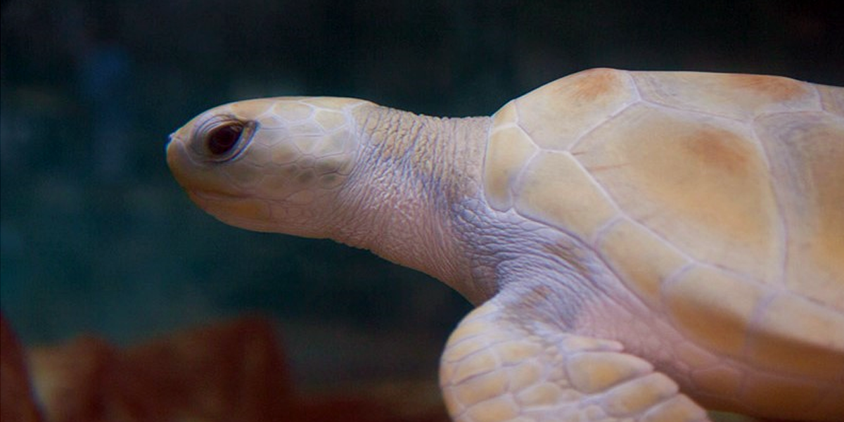 Tartaruga-cabeçuda nasceu com condição rara de falta de pigmentação