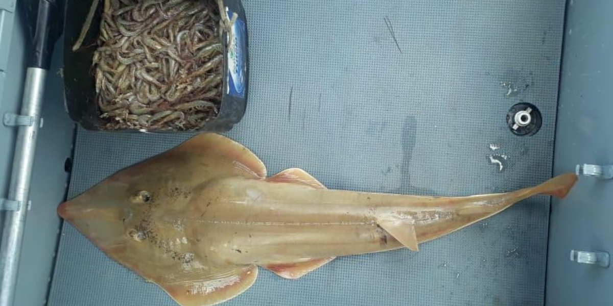 No interior do barco também foi achado oito quilos de camarão sete-barbas