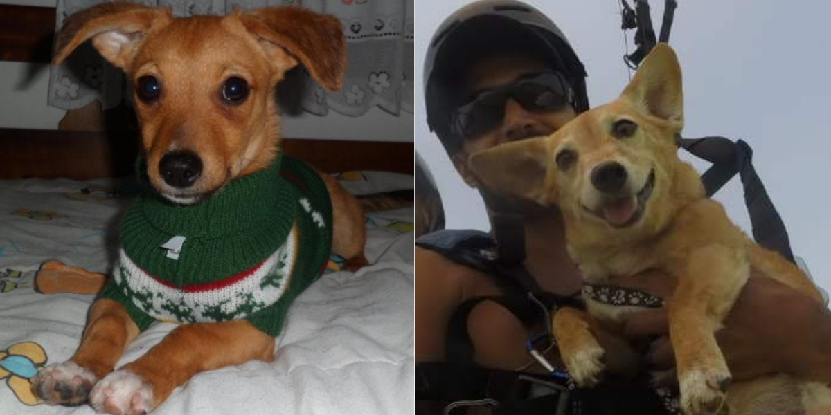 O antes e depois de Pit: resgatado de uma tubulação aos três meses, hoje ele salta de parapente