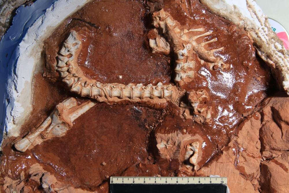 Fóssil foi encontrado em sítio arqueológico brasileiro 