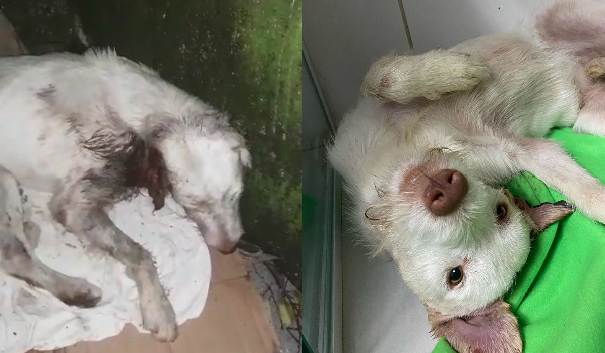 Cãozinho foi acolhido e recebe tratamento em ONG de Santos. Ele recebeu o nome de Bernardo