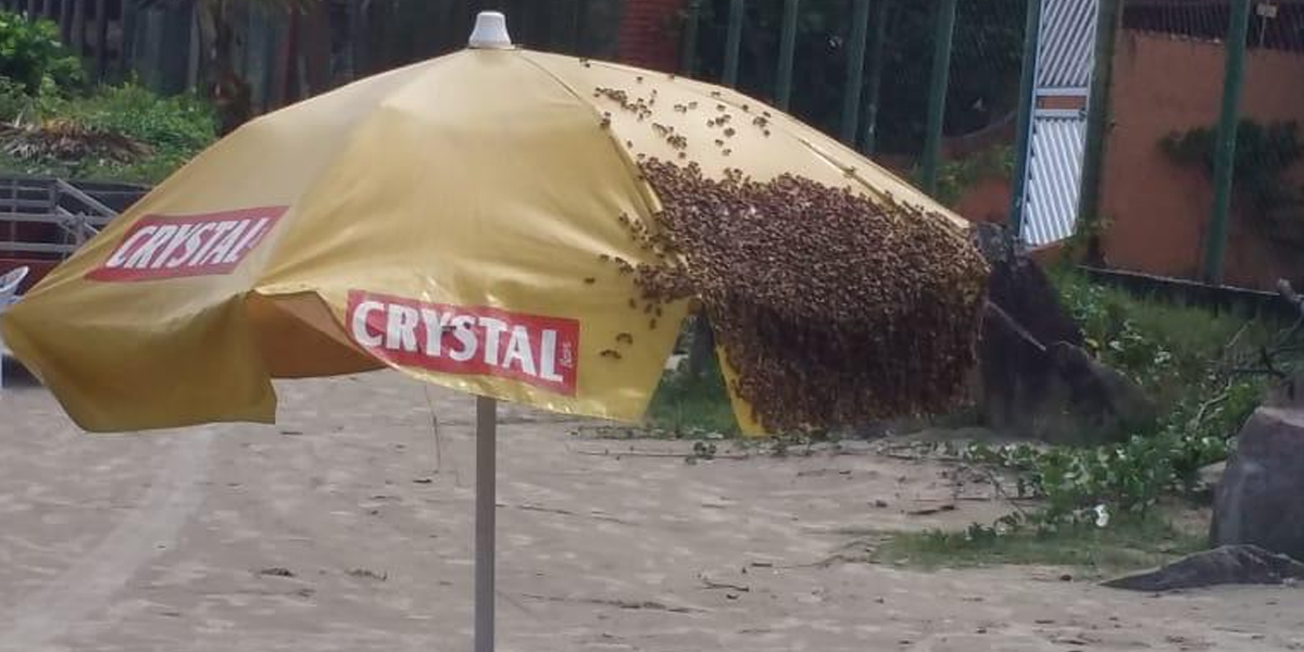 Enxame de abelhas ficou grudados em um guarda-sol na praia do Guaraú