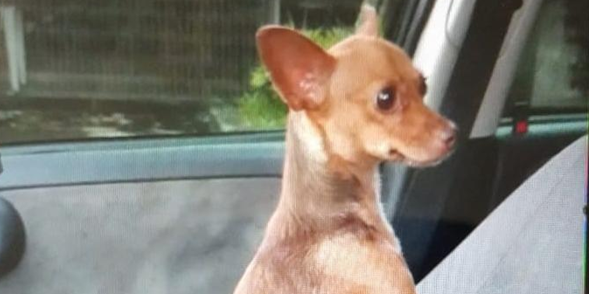 Cão da raça Pinscher teve de ser sacrificada após não responder ao tratamento médico