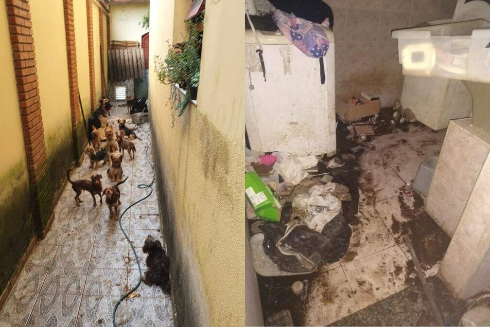 Cães foram salvos após denúncias anônimas de moradores