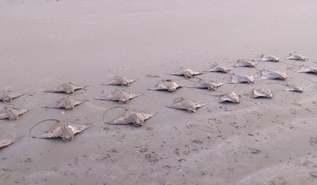 24 raias, ameaçadas de extinção, foram encontradas mortas na quinta-feira na praia de Santos