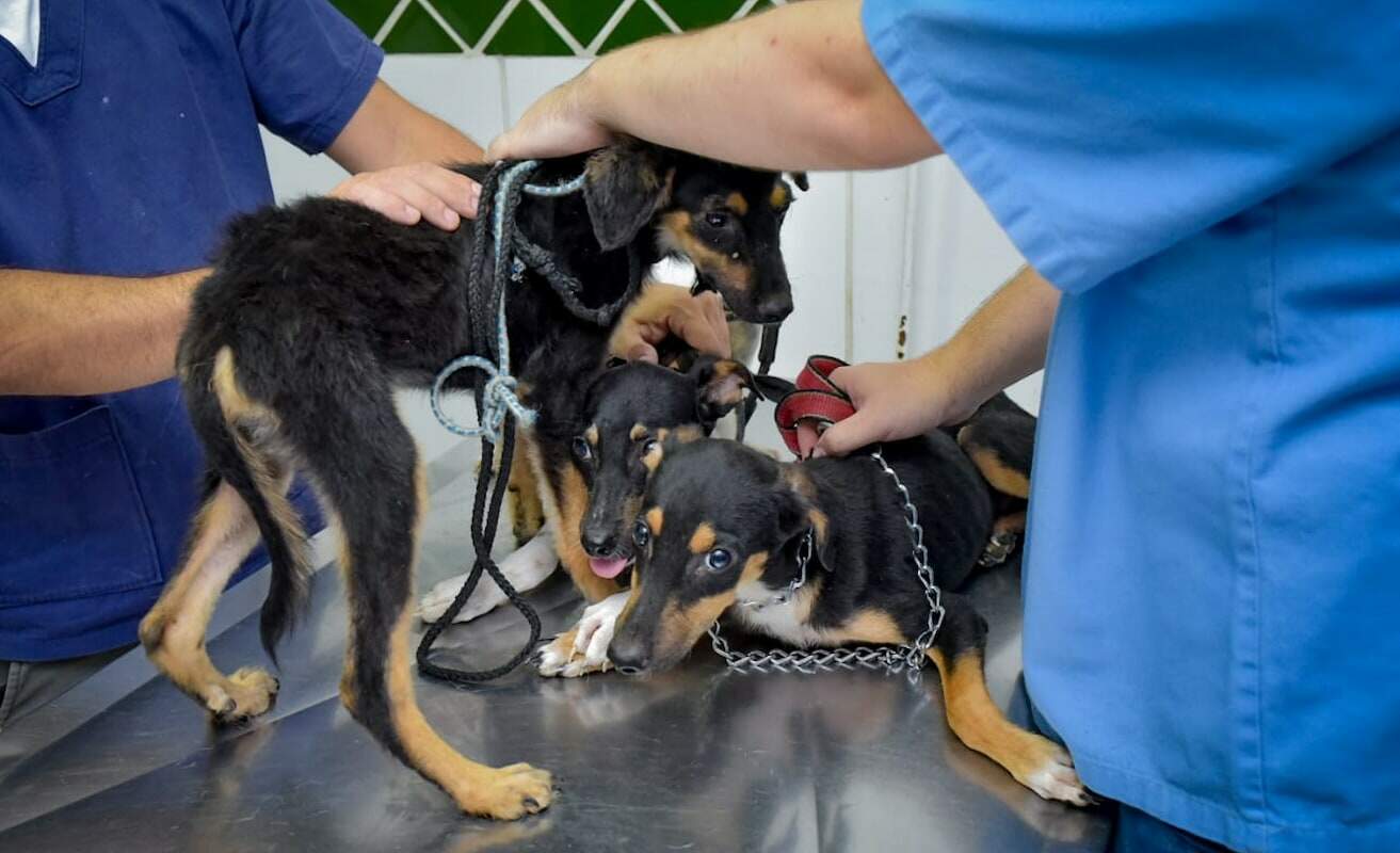 Animais foram resgatados e encaminhados para uma clínica
