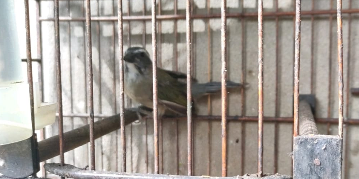 Aves encontradas foram apreendidas pelas autoridades ambientais