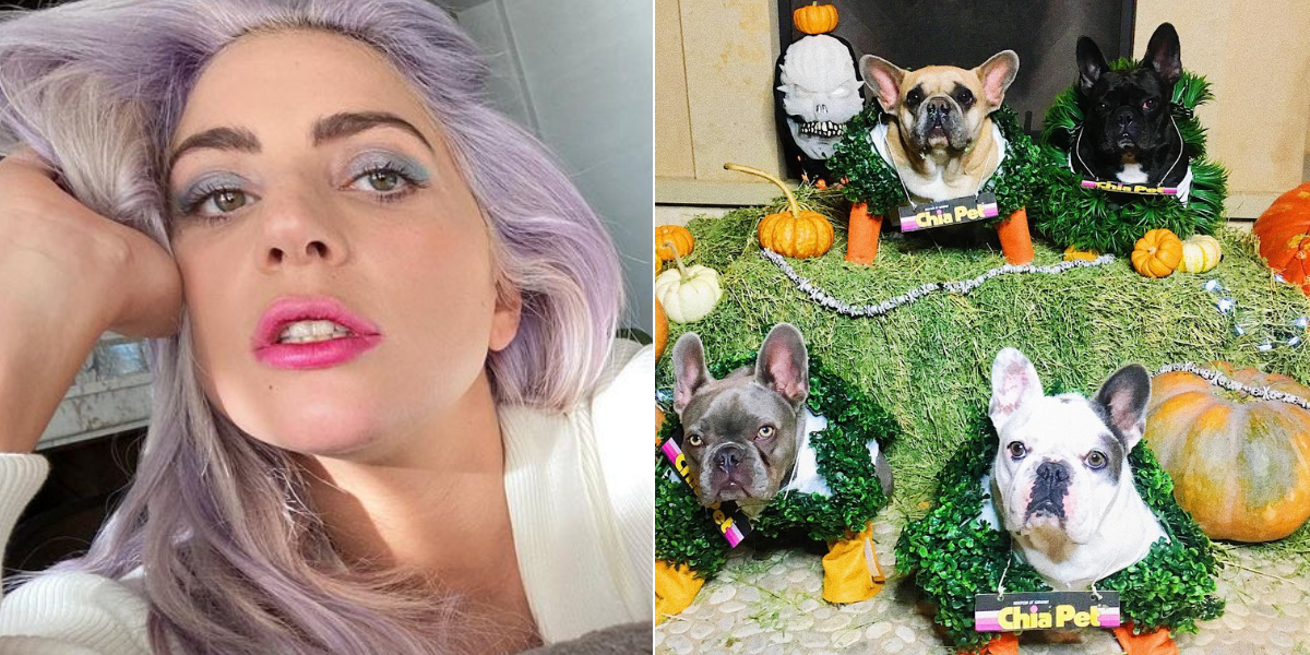 Lady Gaga acompanha a situação de Roma e oferece recompensa para quem encontrar os pets