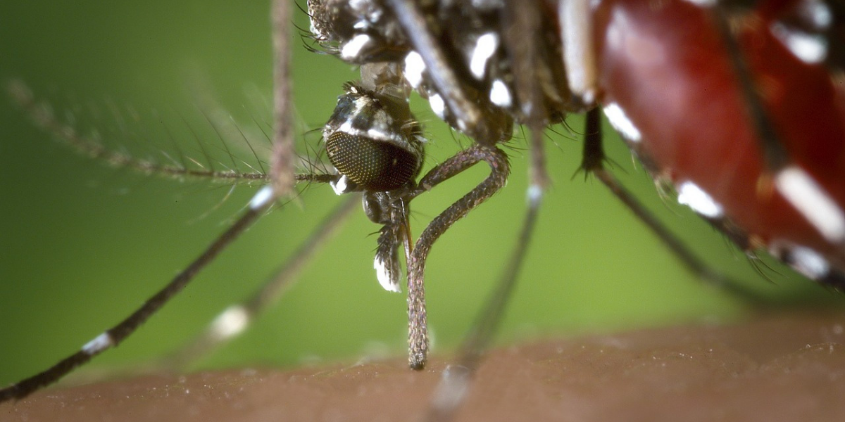 Em algumas cidades, 2021 já registrou mais casos de chikungunya que 2020 inteiro