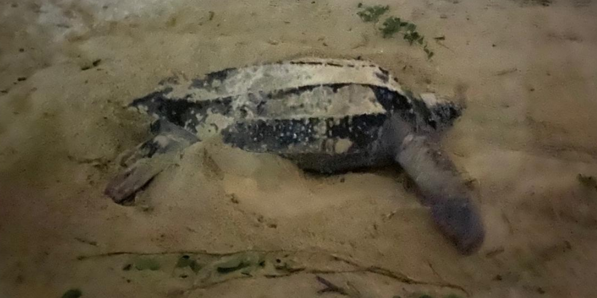 Tartaruga Gigante esteve na praia do Satélite, em Itanhaém, para depositar ovos