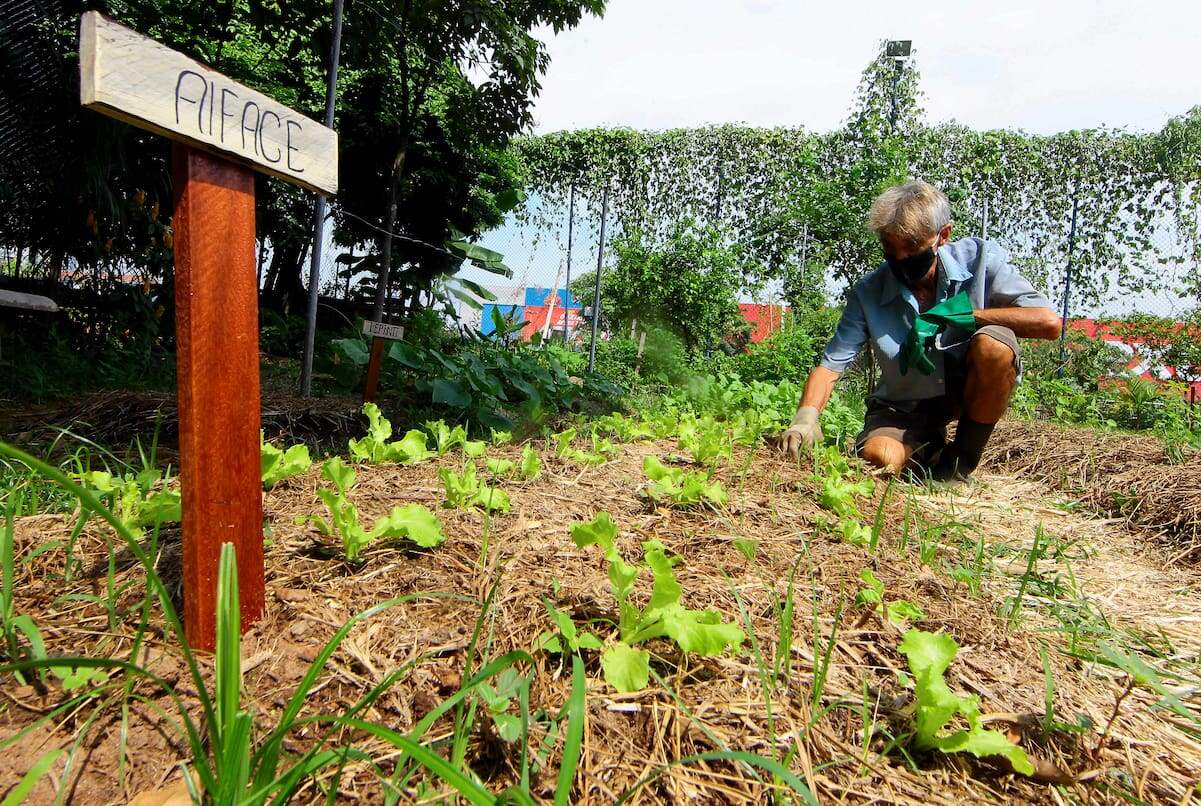 Na área atrás da Estação da Cidadania, uma horta comunitária já colhe frutas, verduras e legumes