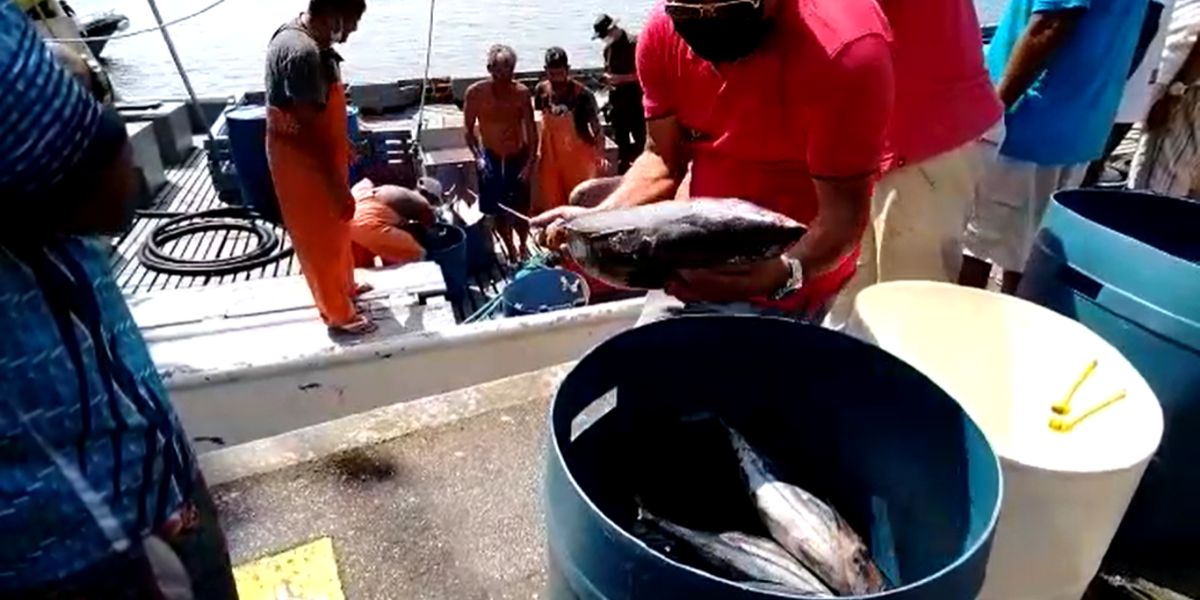 Os proprietários dos pesqueiros responderão por crime ambiental
