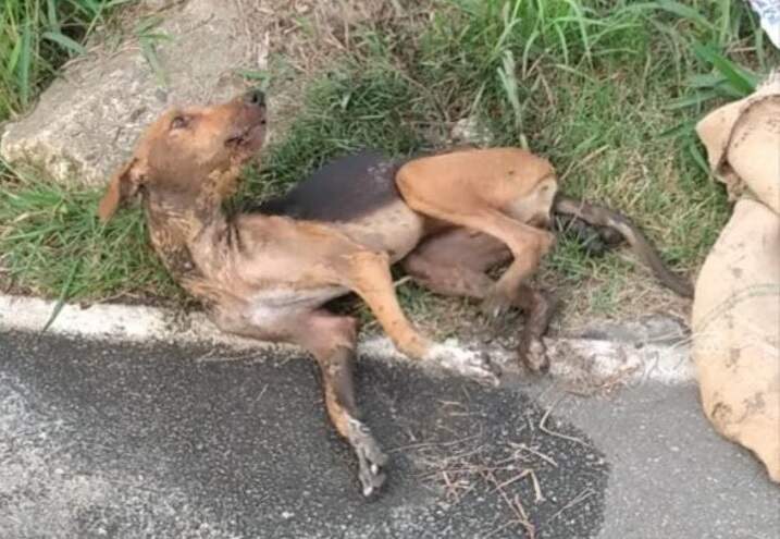 Cachorra foi abandonada em vala para morrer em Guarujá