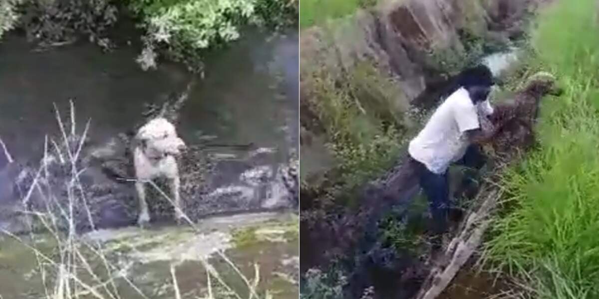 Damião Rodrigues entrou dentro de um canal para resgatar um cachorro em Praia Grande 