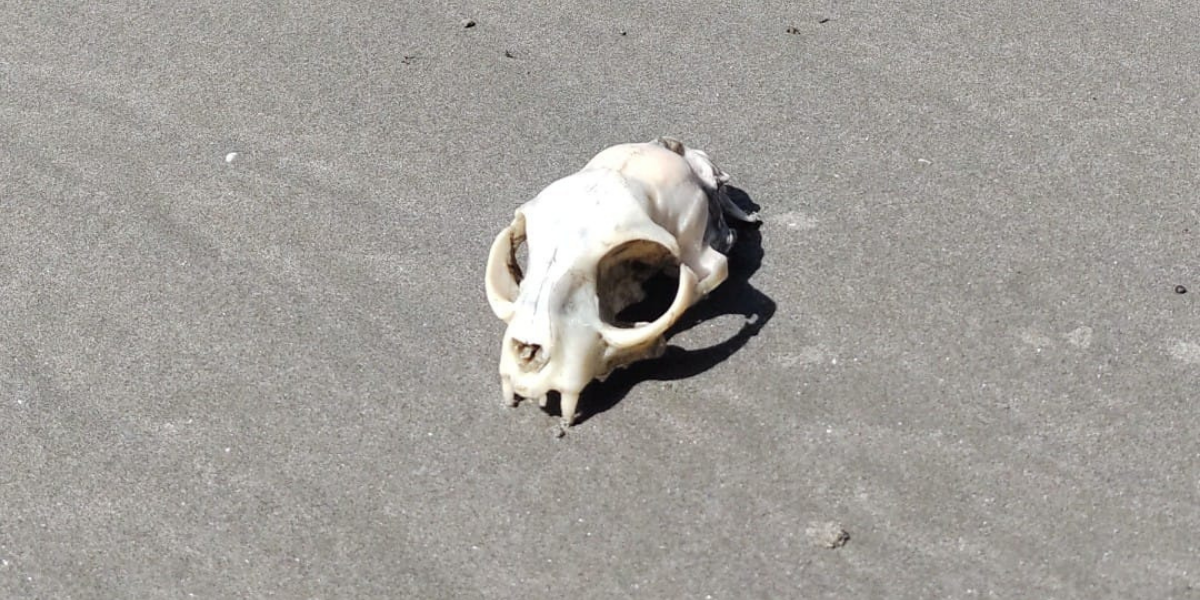 Crânio foi encontrado em praia próxima ao Morro do Sapucaitava